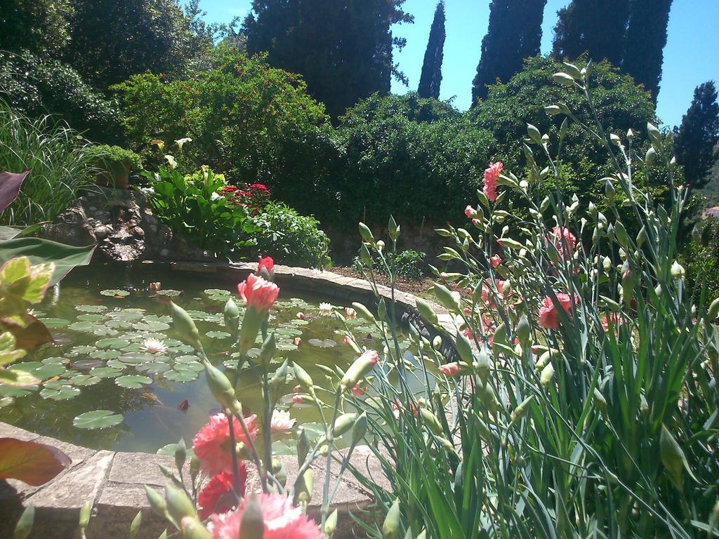 Bed and Breakfast Antun Mozara Family House Slano Exterior foto
